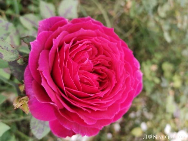 艺术泄露月季/艺术展露月季(图2) 艺术泄露月季/艺术展露月季(图2)