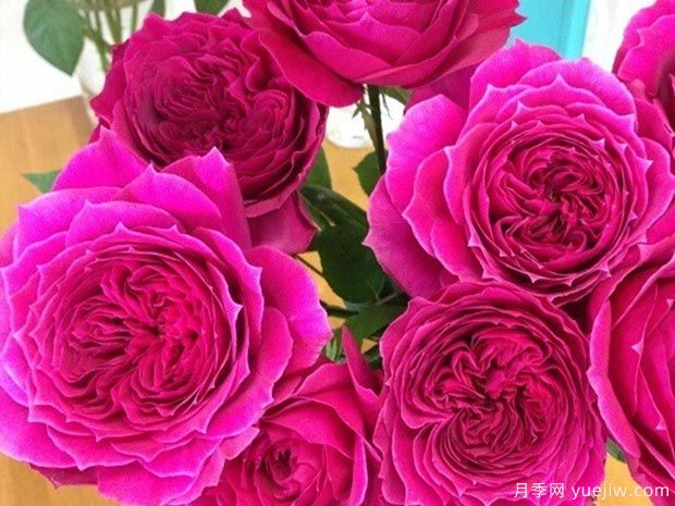艺术泄露月季/艺术展露月季(图3) 艺术泄露月季/艺术展露月季(图3)