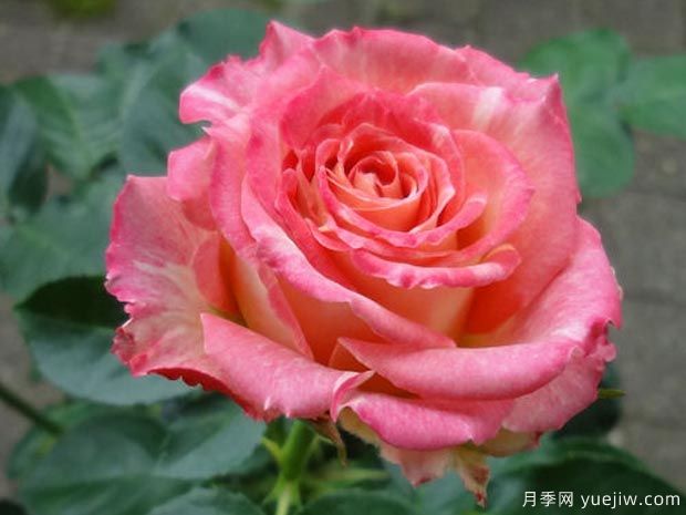 莲花月季(图1) 莲花月季(图1)