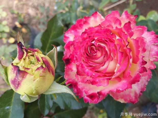 莲花月季(图2) 莲花月季(图2)