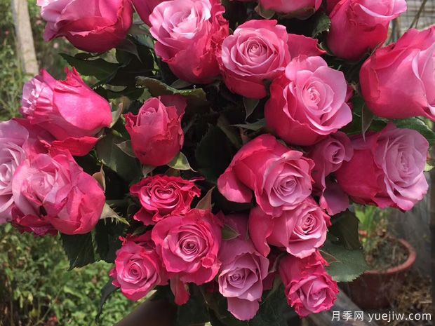 魅影月季的优缺点是什么？(图1)