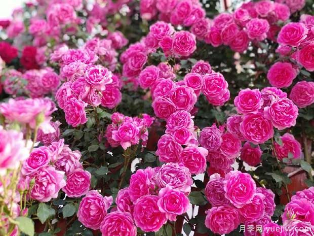 武汉新增多条绝美月季花道，江城处处花海景观(图8)