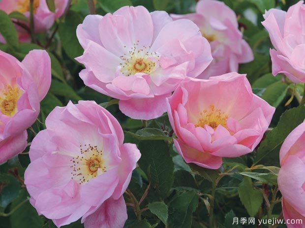 绯红夫人月季(图1) 绯红夫人月季(图1)