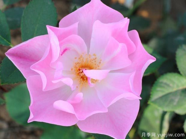 绯红夫人月季(图2) 绯红夫人月季(图2)