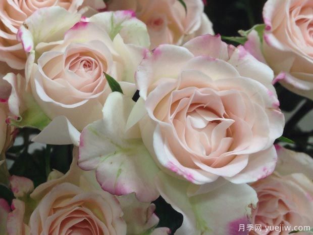 映像月季/镜子月季(图1) 映像月季/镜子月季(图1)