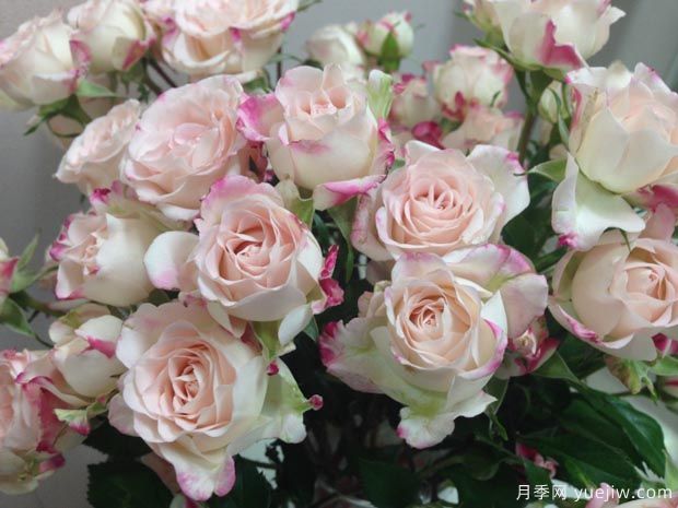 映像月季/镜子月季(图2) 映像月季/镜子月季(图2)