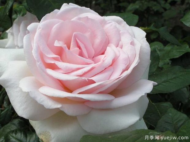 园艺王子月季,集美丽芳香抗性多优点一身(图2) 园艺王子月季,集美丽芳香抗性多优点于一身(图2)