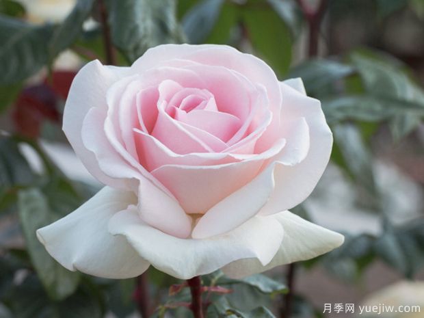 园艺王子月季,集美丽芳香抗性多优点一身(图1) 园艺王子月季,集美丽芳香抗性多优点于一身(图1)