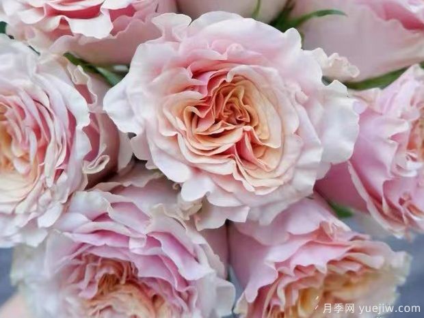 玛贝拉月季/猛犸/旧时光(图3)