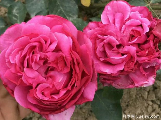 伊芙里奥月季的优缺点是什么?(图1) 伊芙里奥月季的优缺点是什么?(图1)