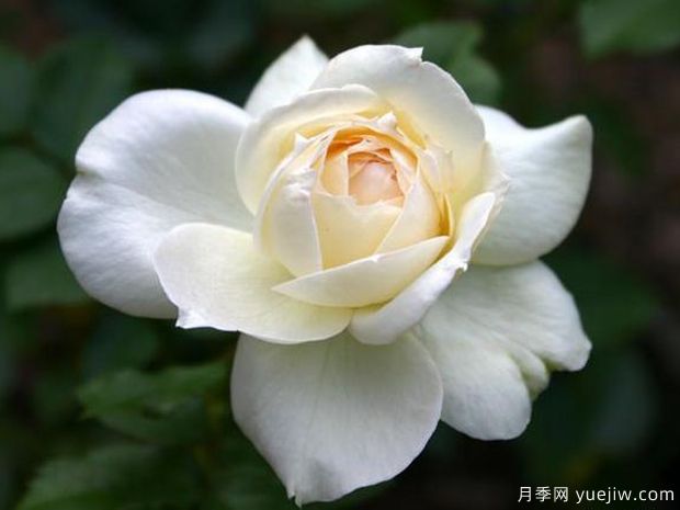 柴可夫斯基月季(图2)