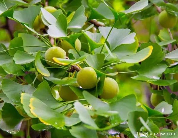 近期实生和嫁接银杏树的真实行情(图1)