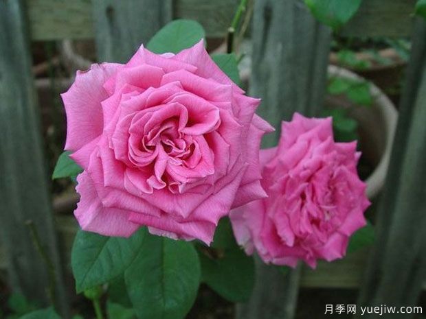 芳香夫人月季/淑女月季(图3) 芳香夫人月季/淑女月季(图3)