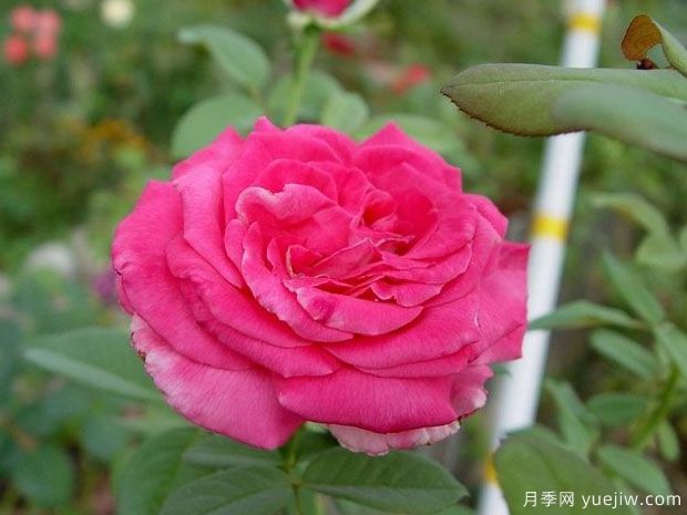 芳香夫人月季/淑女月季(图2) 芳香夫人月季/淑女月季(图2)