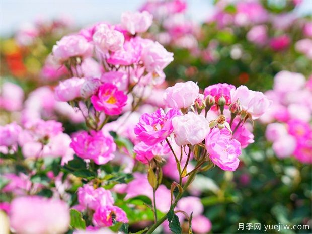 现代城市广场绿化设计和植物配置(图1) 现代城市广场绿化设计和植物配置(图1)