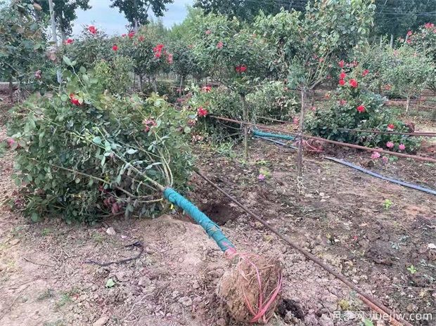 什么苗需要带土球?什么苗不用带土球?(图1) 什么苗苗木要带土球?什么花苗不用带土球?(图1)