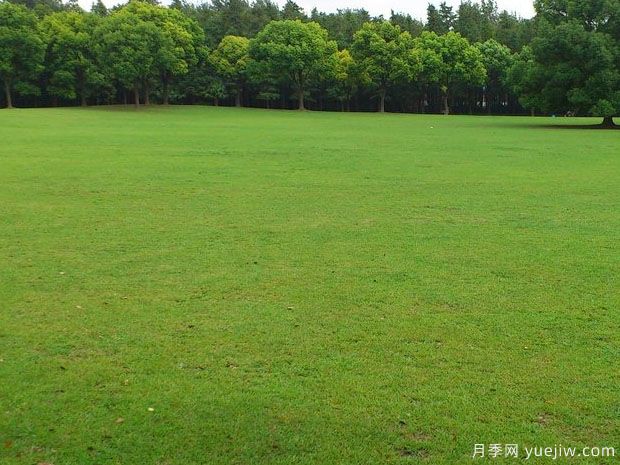 春夏过渡季节混播草坪的养护(图1)