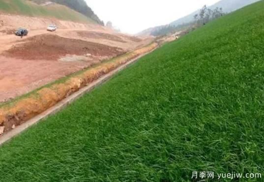 边坡绿化设计方法和植物的应用(图1)