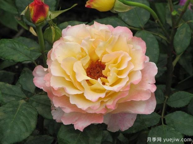 水彩月季(图1) 水彩月季(图1)