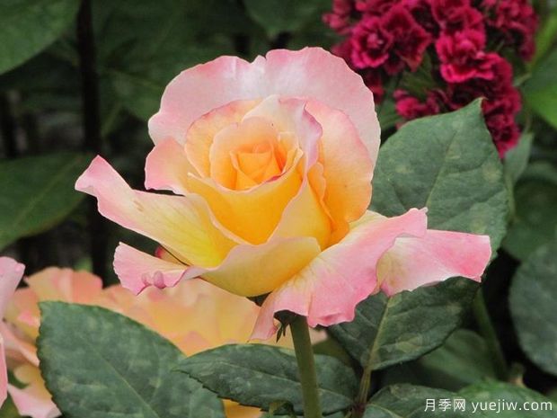 水彩月季(图3) 水彩月季(图3)