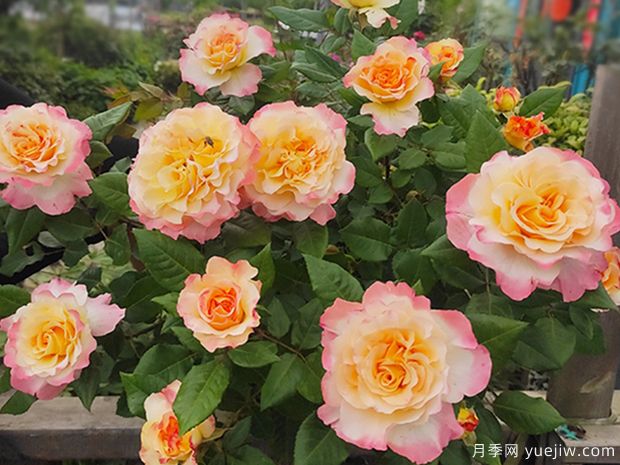 水彩月季(图4) 水彩月季(图4)