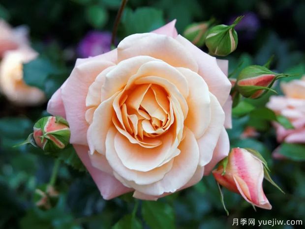 美国月季协会ARS月季育种者名人堂成立(图1) 美国月季协会ARS月季育种者名人堂成立(图1)