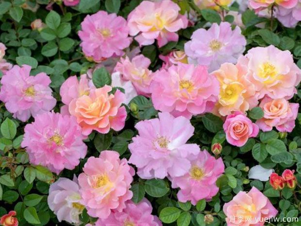 桃粉派对月季/果味花瓣(图2) 桃粉派对月季/果味花瓣(图2)