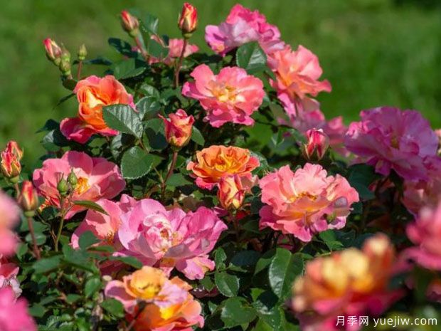 桃粉派对月季/果味花瓣(图4) 桃粉派对月季/果味花瓣(图4)