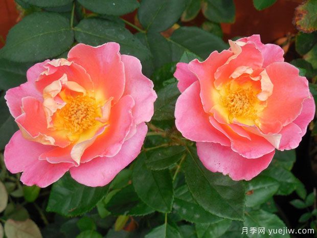 桃粉派对月季/果味花瓣(图3) 桃粉派对月季/果味花瓣(图3)