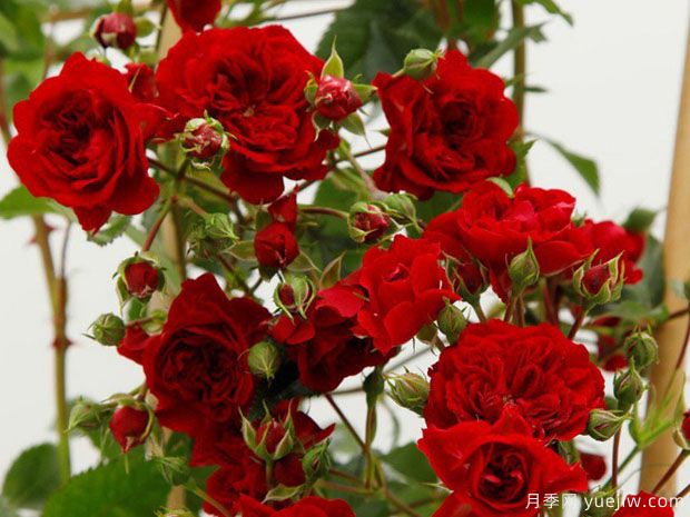 猩红剪影月季/深红剪影(图2)
