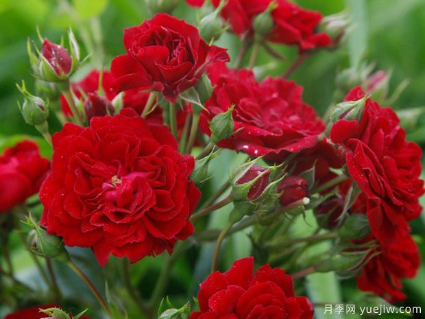 猩红剪影月季/深红剪影(图3)