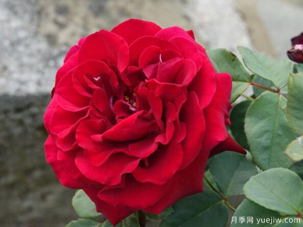 黑王月季/墨林月季/查尔斯马莱里尼月季(图3)