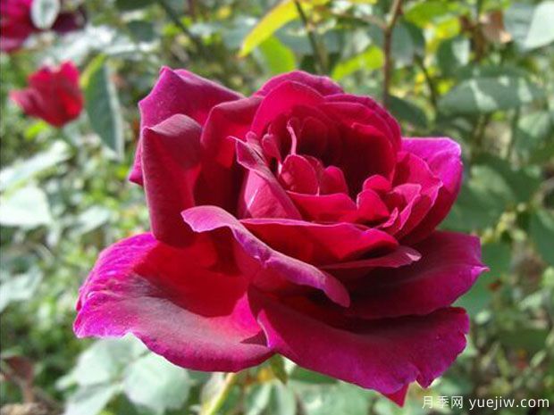 微笑月季(京成)(图3) 微笑月季(京成)(图3)