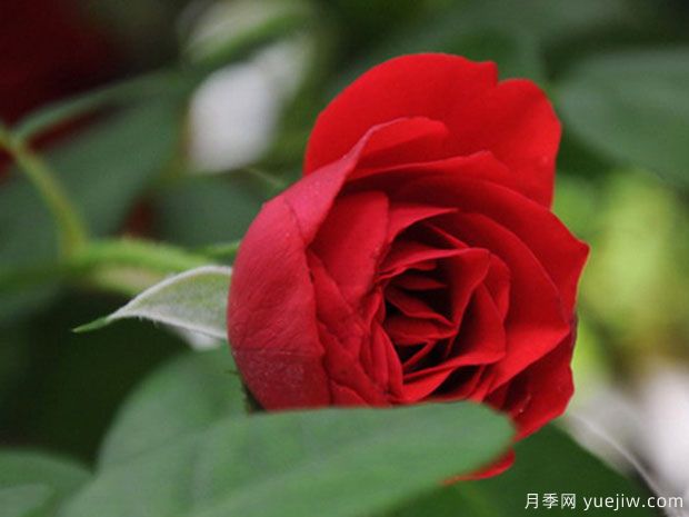 微笑月季(京成)(图2) 微笑月季(京成)(图2)