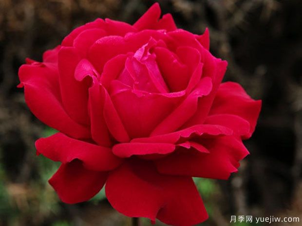 微笑月季(京成)(图1) 微笑月季(京成)(图1)