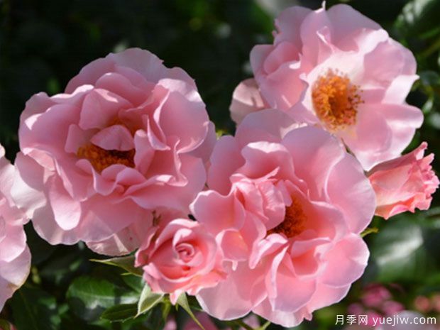 微笑丽莎月季/笑颜月季(图1) 微笑丽莎月季/笑颜月季(图1)