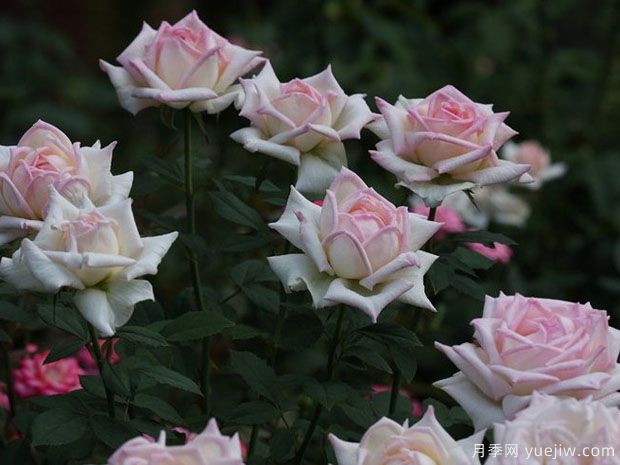 女主角月季/一流小姐月季(图2) 女主角月季/一流小姐月季(图2)