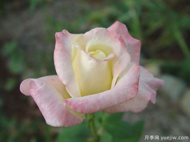 美国遗产月季/接班人月季(图1) 美国遗产月季/接班人月季(图1)