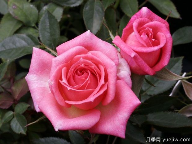 睡美人月季(图1) 睡美人月季(图1)