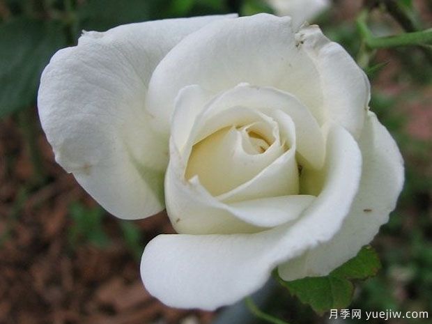 婚礼白月季/特里西亚月季(图1)