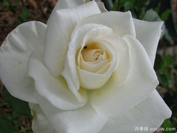 婚礼白月季/特里西亚月季(图3)