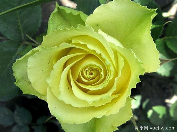 凌波月季(图1) 凌波月季(图1)