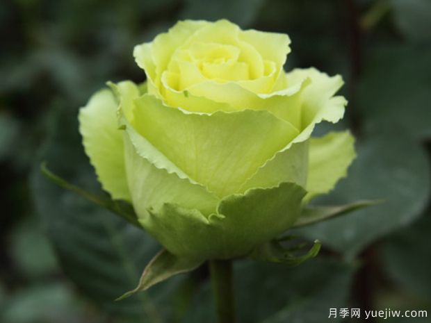 凌波月季(图2) 凌波月季(图2)