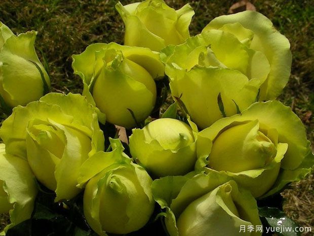 凌波月季(图3) 凌波月季(图3)