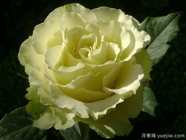 凌波月季(图4) 凌波月季(图4)