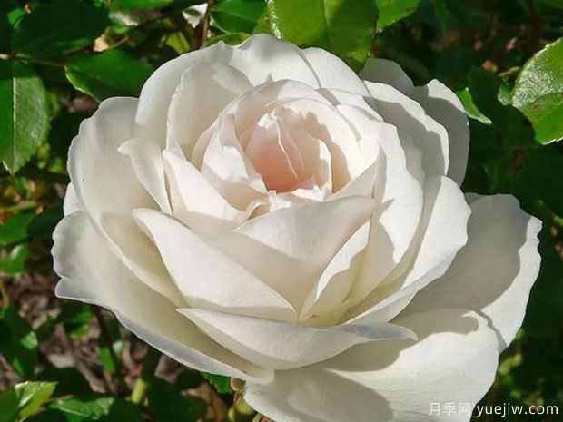 兰彼得月季(图1) 兰彼得月季(图1)