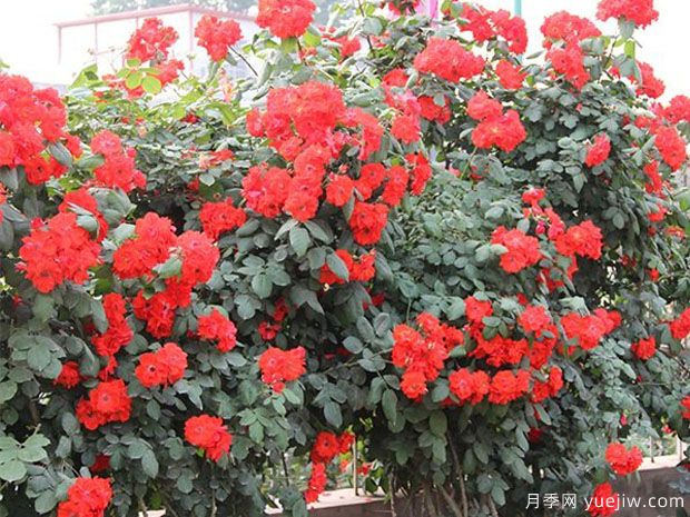 橘红火焰月季/桔红火焰月季(图1) 橘红火焰月季/桔红火焰月季(图1)