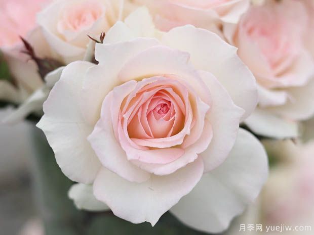 古典舞裙月季(图1) 古典舞裙月季/经典图图/经典舞裙(图1)