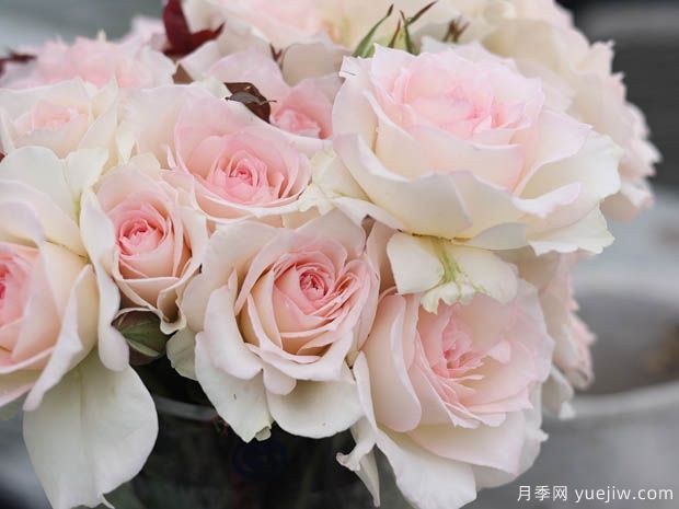 古典舞裙月季(图3) 古典舞裙月季/经典图图/经典舞裙(图2)