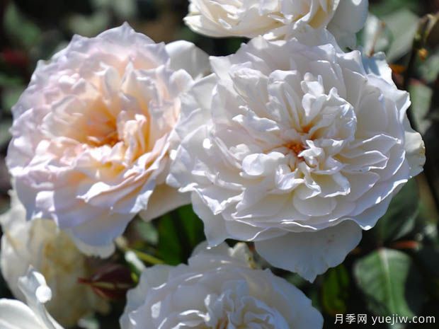 古典舞裙月季(图2) 古典舞裙月季/经典图图/经典舞裙(图3)